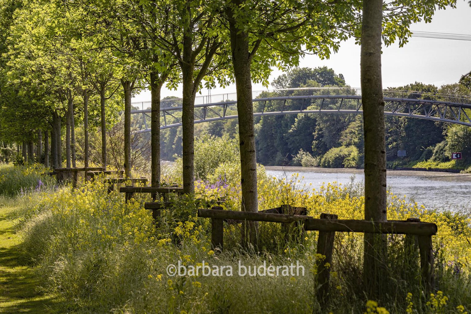 Blick durch die Baumallee am Rhein-Herne-Kanal auf die Ripshorster Brücke im Frühling