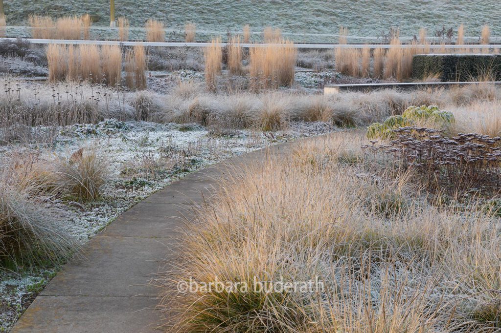 Raureif auf den stauden und Gräsern des Berneparks in Bottrop an einem kalten Wintermorgen