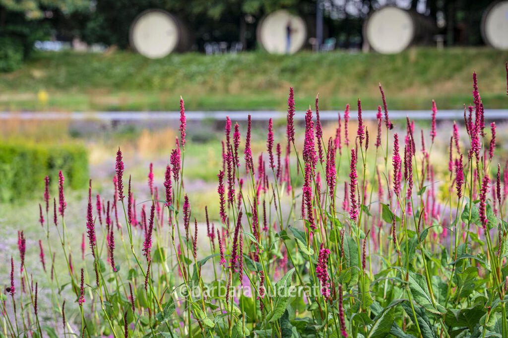 Foto von zarten roten Stauden im Berne Park mir Betonröhren (Parkhotel) unscharf im Hintergrund