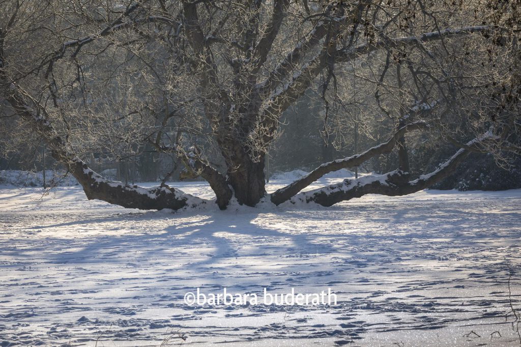 Verschneiter Stadtgarten in Bottrop im Winter